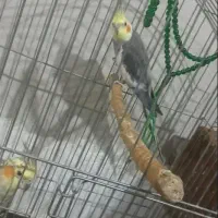 عروس هلندی نر وماده