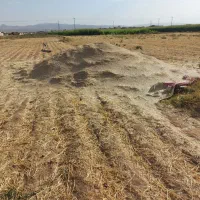 کاه نارت گندم