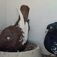 کفتر جفت سینه. کفتر جفت شهری|پرنده|شیراز, کوشک میدان|دیوار