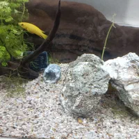 اکواریوم باهمەی تجهیزات|ماهی|پیرانشهر, |دیوار