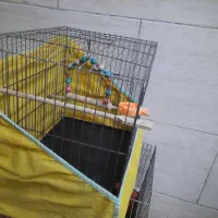 قفس پرنده|لوازم جانبی حیوانات|تهران, جیحون|دیوار