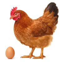 مرغ تخم گذار