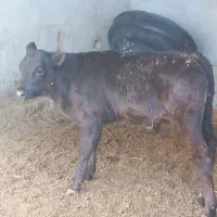 گوساله نر برانسوییس|حیوانات مزرعه|بیرجند, |دیوار