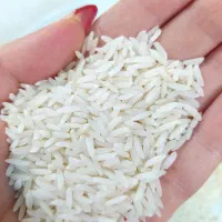 برنج دم زرد (از خانواده صدری )