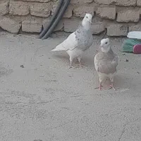 طوقی الماسی کرم