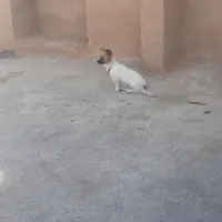 سگ پاکوتاه ماده|سگ|سمنان, |دیوار