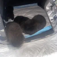 گربه اسکاتیش دبل فولد