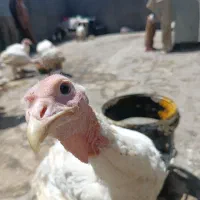 بوقلمون زنده
