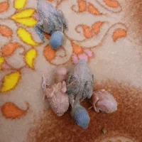 جوجه کوتوله برزیلی|پرنده|خمینی‌شهر, |دیوار