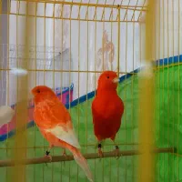 قناری|پرنده|بندر ماهشهر, |دیوار