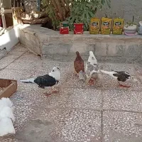 سلام|حیوانات|قم, کیوانفر|دیوار