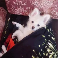 پامرخرسی ۸ماهه|سگ|کرمانشاه, |دیوار