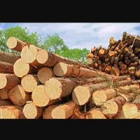 بریدن وخریدار انواع چوب