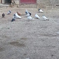 کبوتر