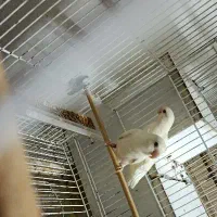 تخم کوتوله آلبینو