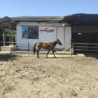 باشگاه سوارکاری اتور