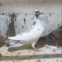 کفتر تو دمدار پس گردنی و شهرستانی|پرنده|شهریار, شهریار|دیوار