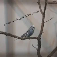 مرغ عشق انگلیسی