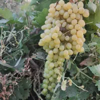 باغ  انگور نمازگاه