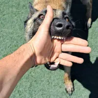 مربی سگ / آموزش سگ / تربیت سگ / پانسیون سگ