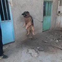 سگ ژرمن شپرد ۲ ساله|سگ|قزوین, |دیوار