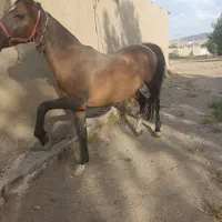 فروش مادیان عرب کرد|اسب و تجهیزات اسب‌سواری|ملایر, |دیوار