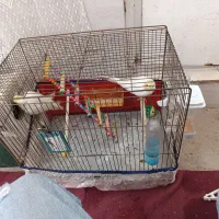 اهلی عروس هلند