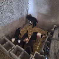 گوسفند|حیوانات مزرعه|مرودشت, دولت آباد|دیوار