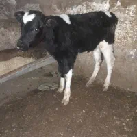 گوساله نر  هلشتاین ۴۵ روزه