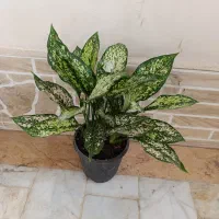 گل طبیعی|گل و گیاه طبیعی|زابل, |دیوار