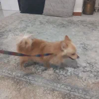 پامرانین روباهی