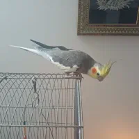 عروس هلندی نر سخنگو