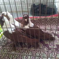 ۳عددککیللی ساری وقرمزی ماده اوچان