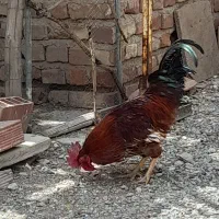 عروس سه عدد خروس محلی