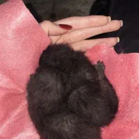 واگذاری گربه
