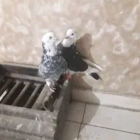 یه طوق کبوتر شازده