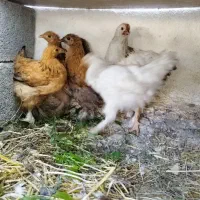 جوجه مرغ و خروس کوشین