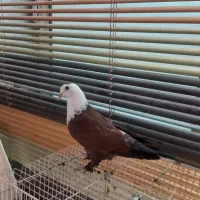 سه تا کربلایی جوانه مرتب و تمیز