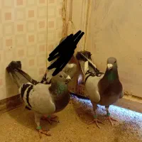 کبوتر المانی جفت گاه