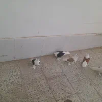 پرپا گلی تزئینی|پرنده|تربت‌حیدریه, رضاشهر|دیوار