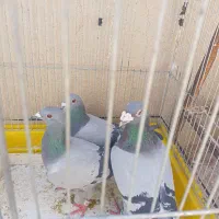 سه تا کفتر پلاکی