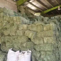 یونجه خشک انباری|حیوانات مزرعه|پیر سلیمان, |دیوار