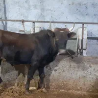 گاو نر پرواری|حیوانات مزرعه|نوشهر, |دیوار