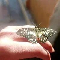 سلام سرویس قبول میکنم  داخل شهر