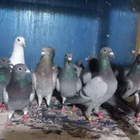 فروش  دسته ۲۰تایی پلاکی