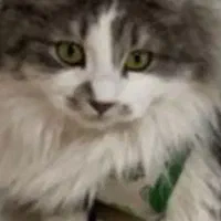 گربه ماده گمشده