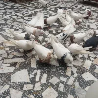 تعدادی طوقی|پرنده|شوش, |دیوار