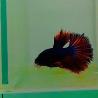 فایتر هافمون|ماهی|هشتگرد, شهرک اقدسیه|دیوار