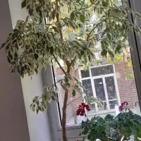 گل بنزامین|گل و گیاه طبیعی|اسکو, |دیوار