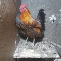 مرغ وخروس گلین